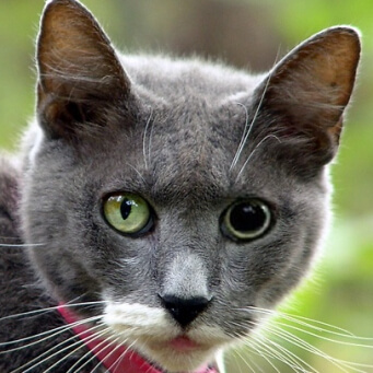 Расширенные зрачки у кошки: причины, возможные заболевания, способы лечения, советы ветеринаров