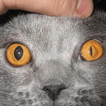 Как самостоятельно расширить зрачки глаз