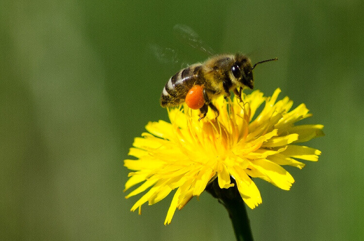 отравление пчел 