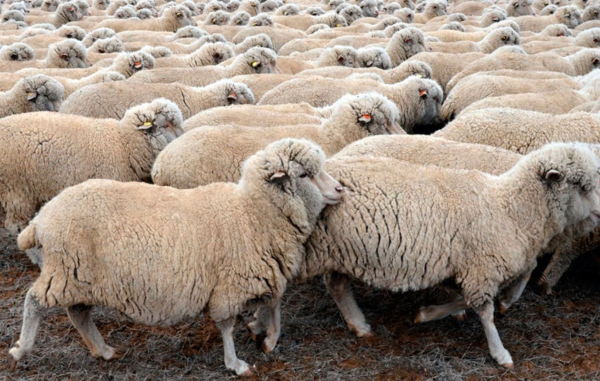 лечение оспы коз и овец